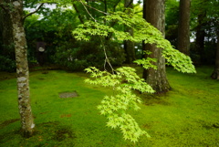 大原三千院、緑の世界③
