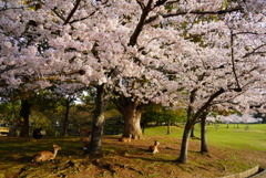 朝陽の輝き