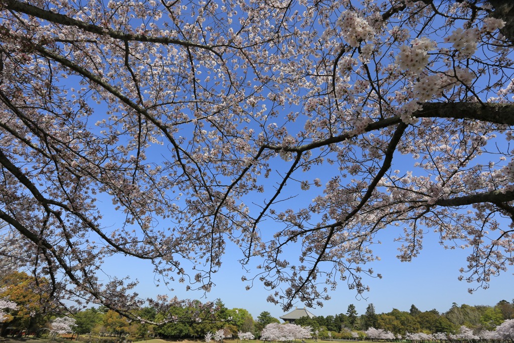 桜のカーテン