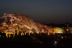 足羽川夜桜