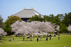 桜の賑わい