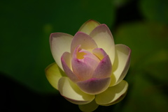 島田の古代蓮6