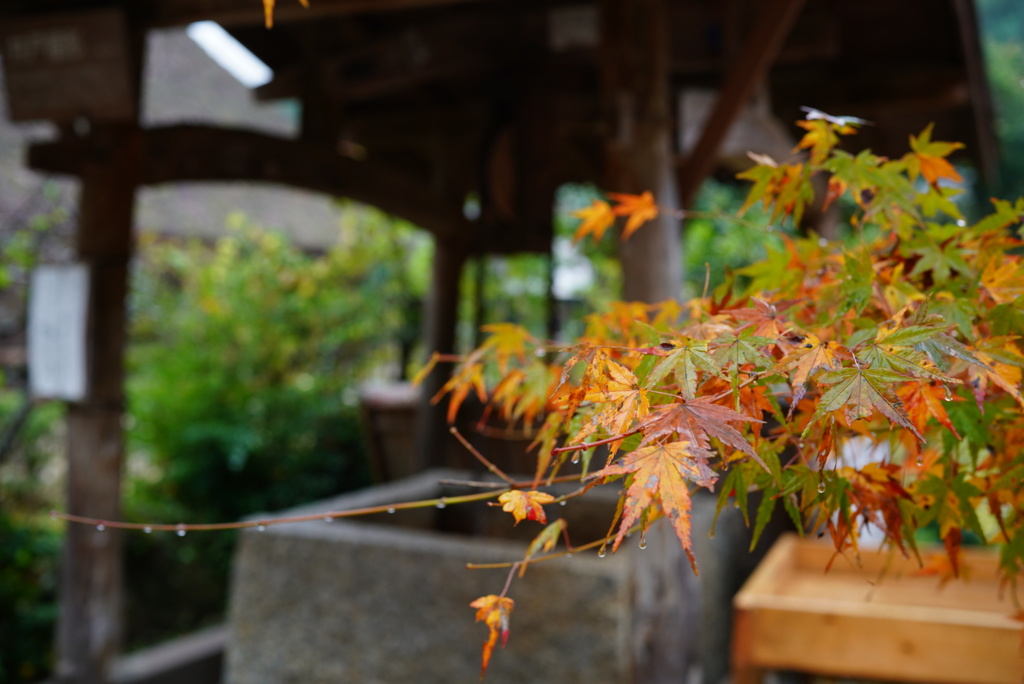 雨上がりの三州足助屋敷、１