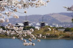 薬師寺遠景7