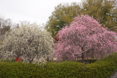 早春の大和民族公園1