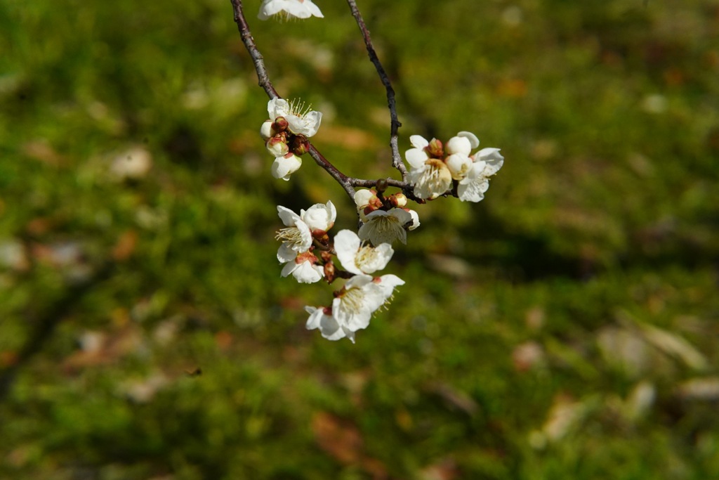 大和民俗公園にて