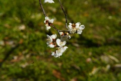 大和民俗公園にて