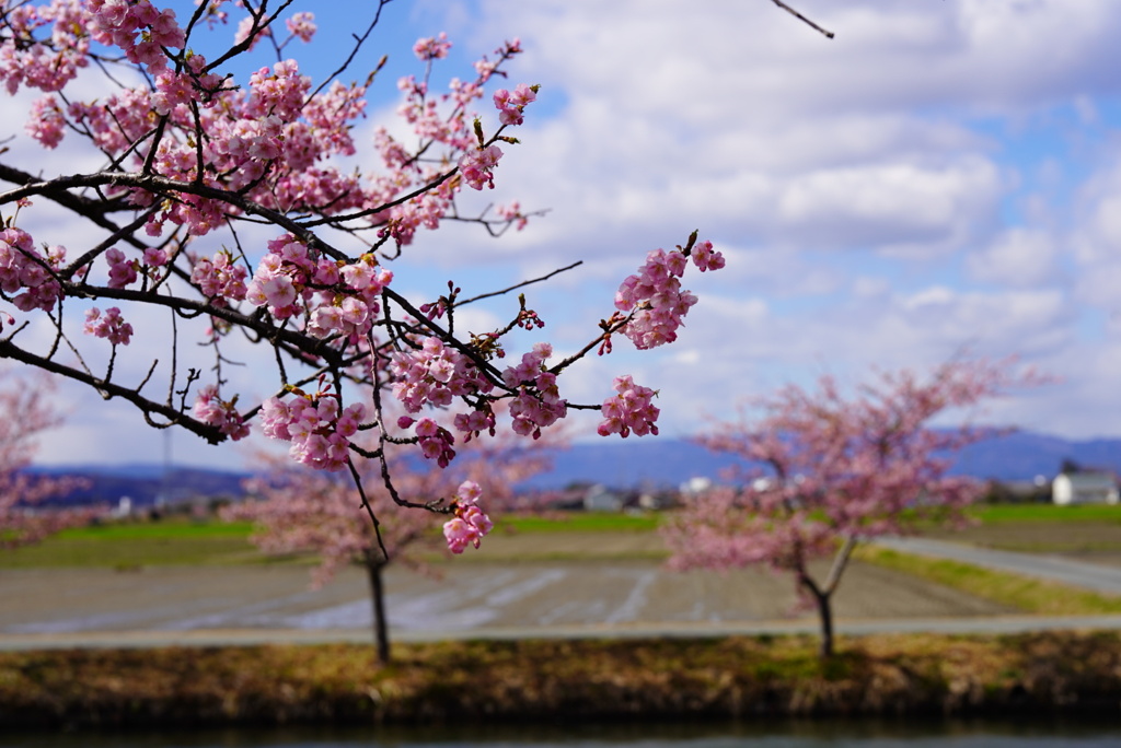 笠松河津桜ロードにて、5