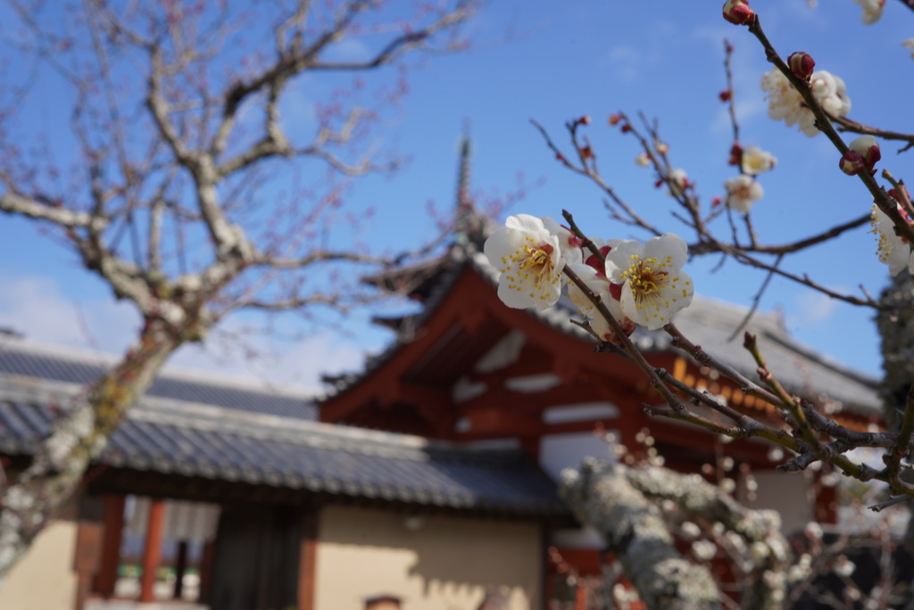 DSC02785西ノ京散策2