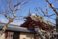 DSC02785西ノ京散策2