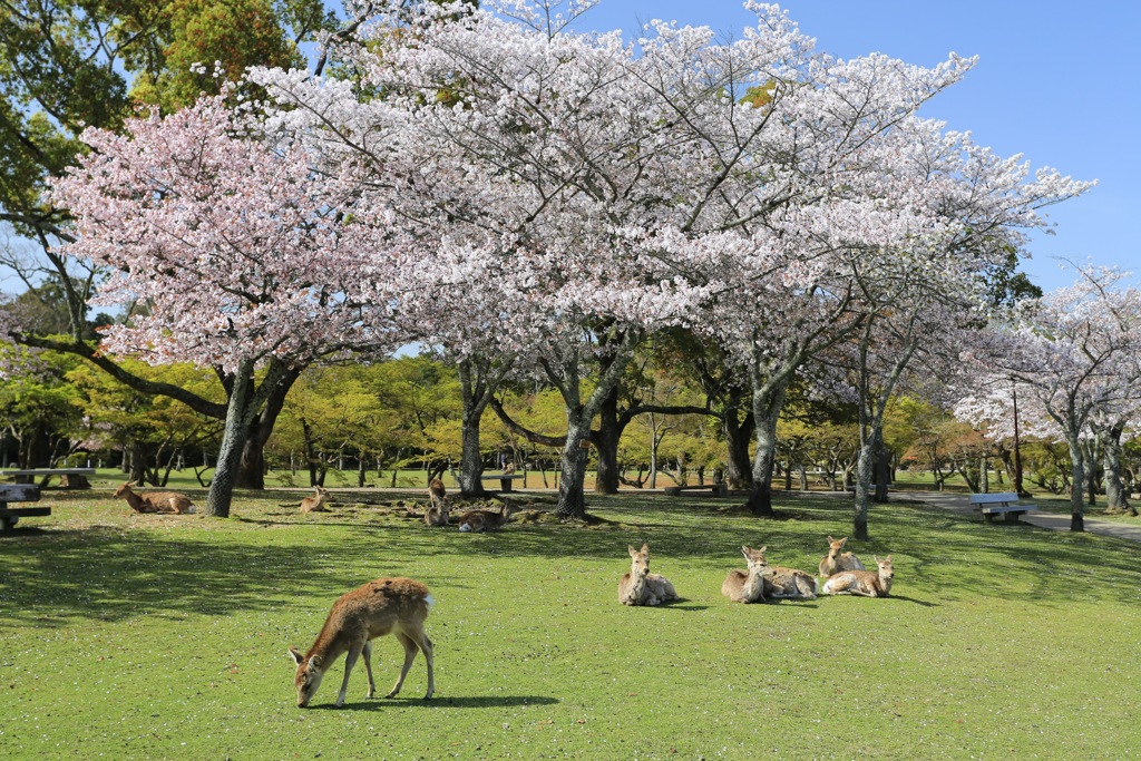 和花な風景