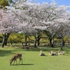 和花な風景