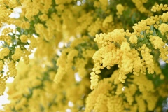 mimosa