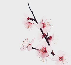 2022初桜