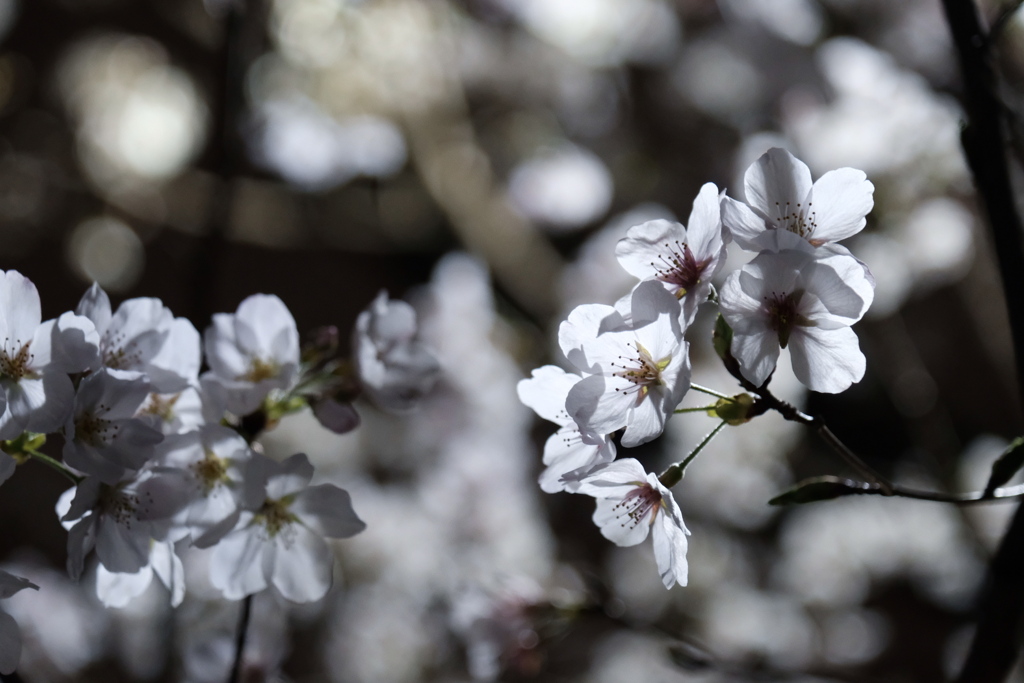 夜桜