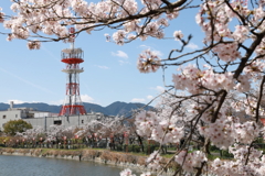 電波塔と桜