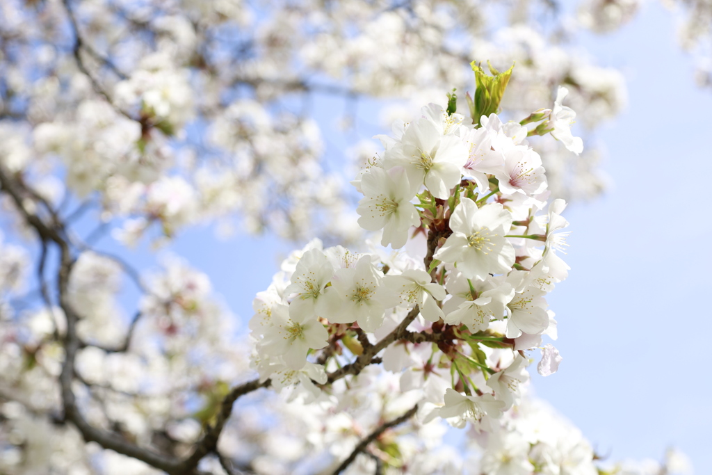 桜