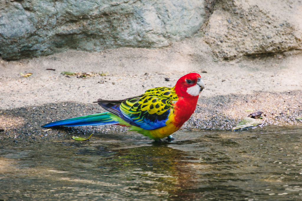 ナナクサインコ