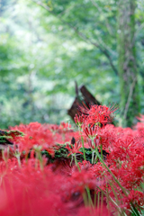 彼岸花1
