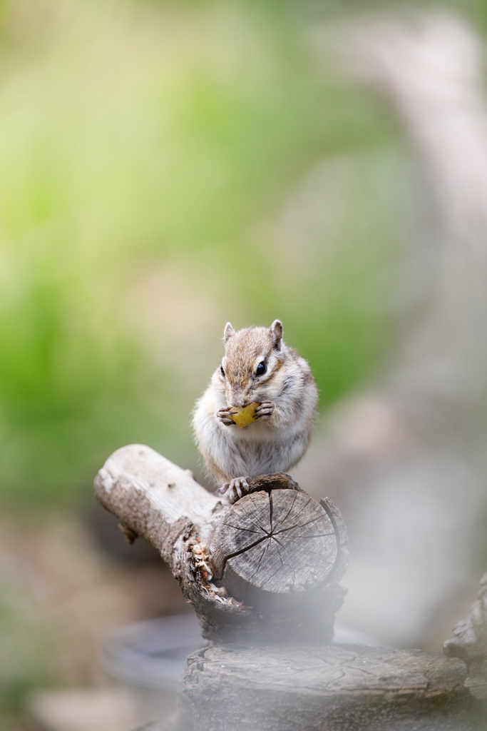 シマリス