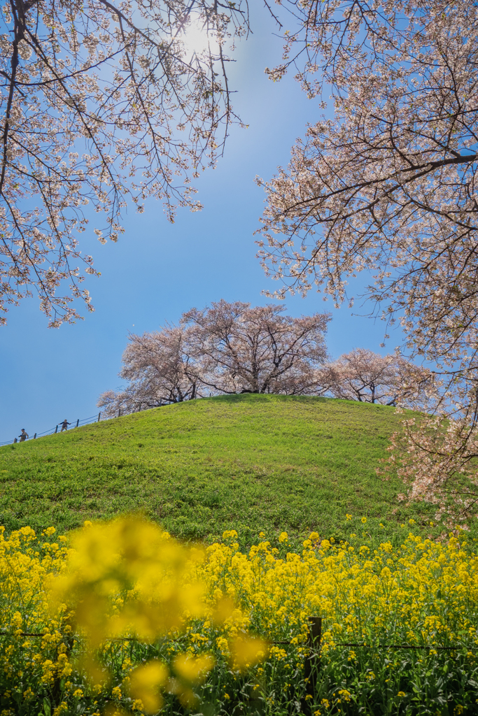 さきたま古墳公園