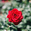 薔薇2