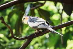 オカメインコ