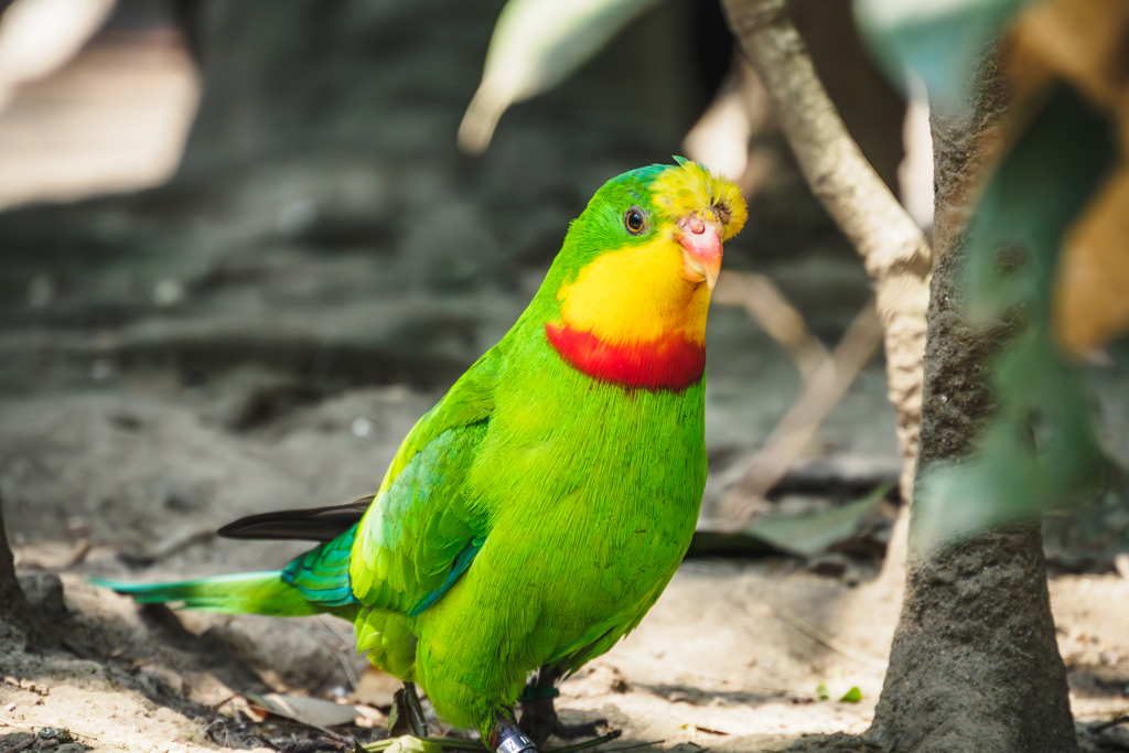 ミカヅキインコ