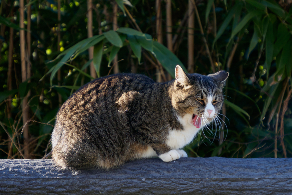 ねこ