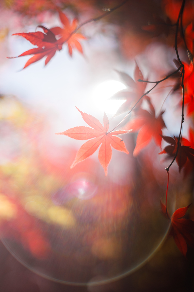 オールドレンズで撮る紅葉1