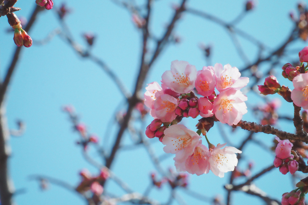 開花