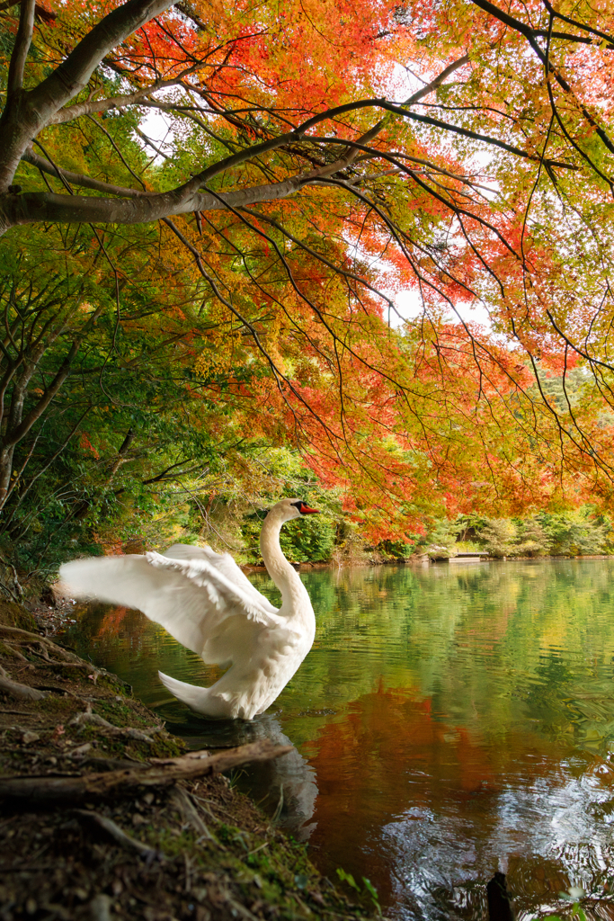 白鳥と紅葉