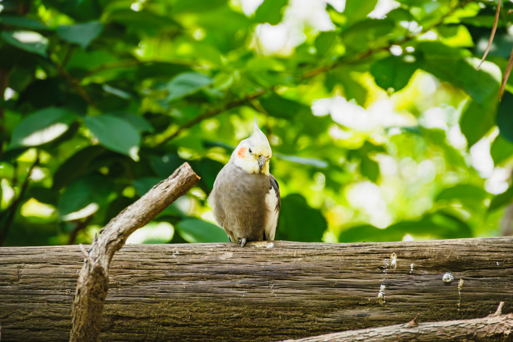 オカメインコ