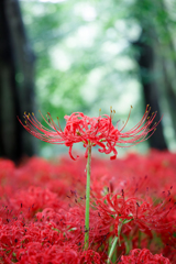 彼岸花2