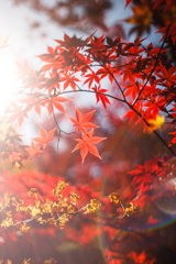 オールドレンズで撮る紅葉3