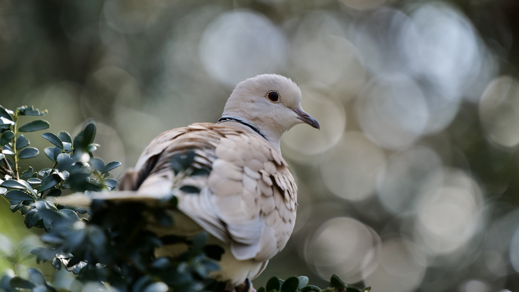 鳥と玉ぼけ