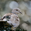 鳥と玉ぼけ