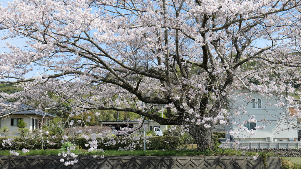 桜の木