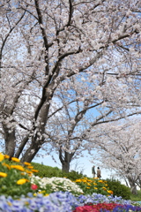 花壇と桜