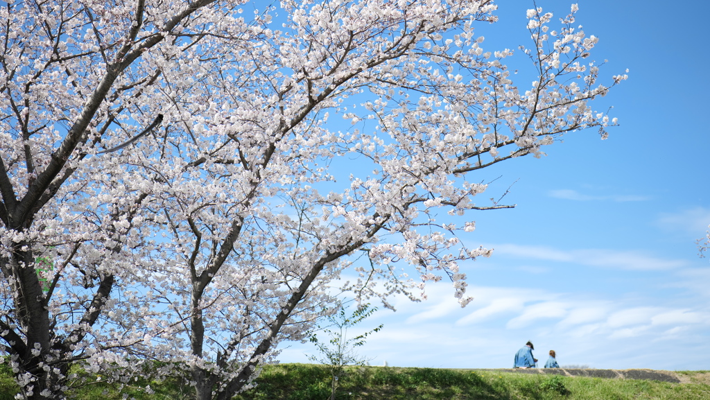 桜と青空と人と。。