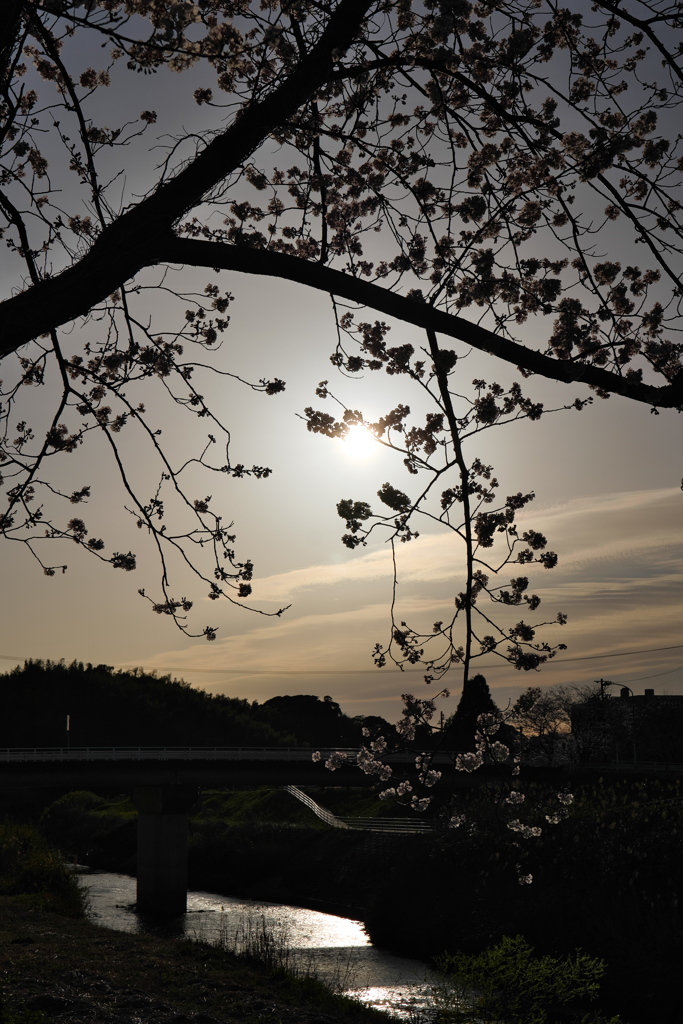 堤防の桜