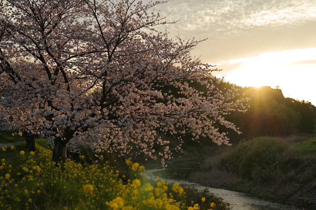 夕日に染まる桜