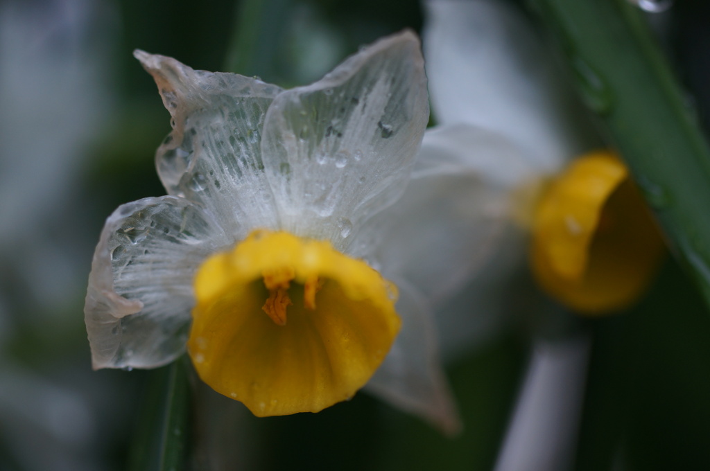 雨の中、花びらが透明になった水仙