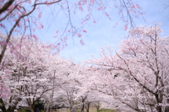 満開の公園で