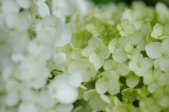 紫陽花