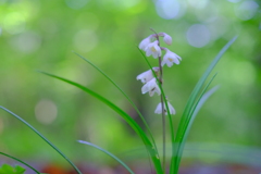 森の中にひっそり咲く花