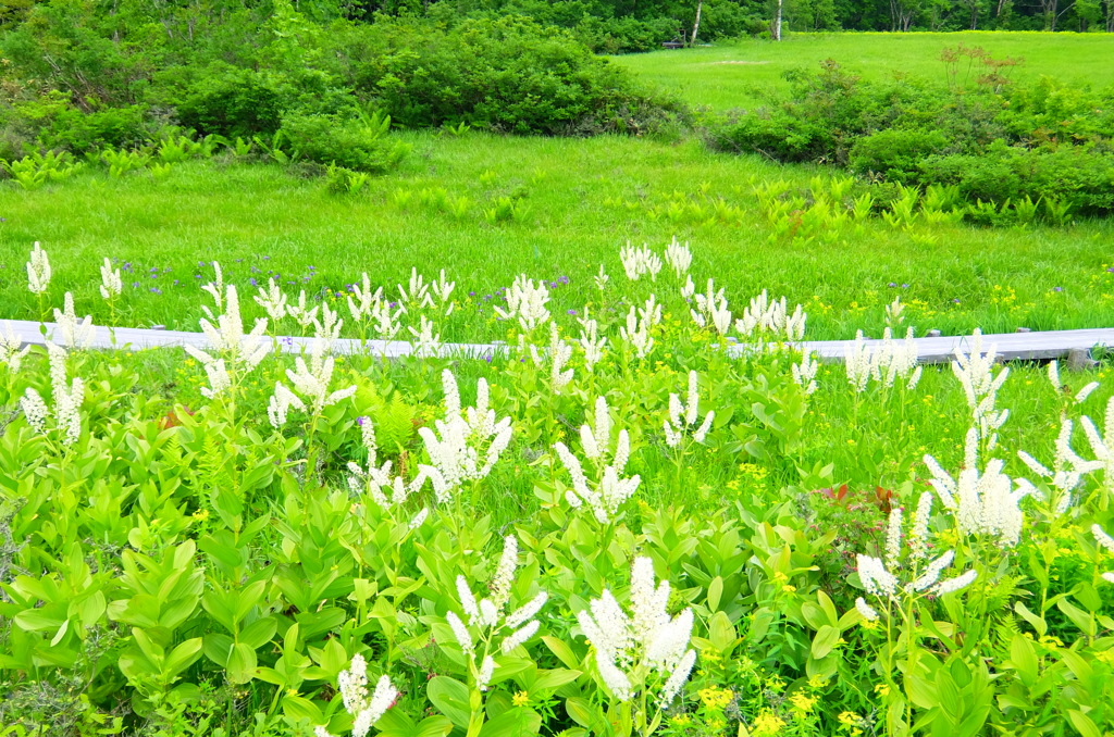 今年もそろそろ湿原は華やかになってきてるかな？