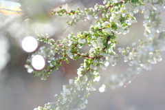 雨上がりの朝に