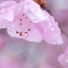 アカヤシオ