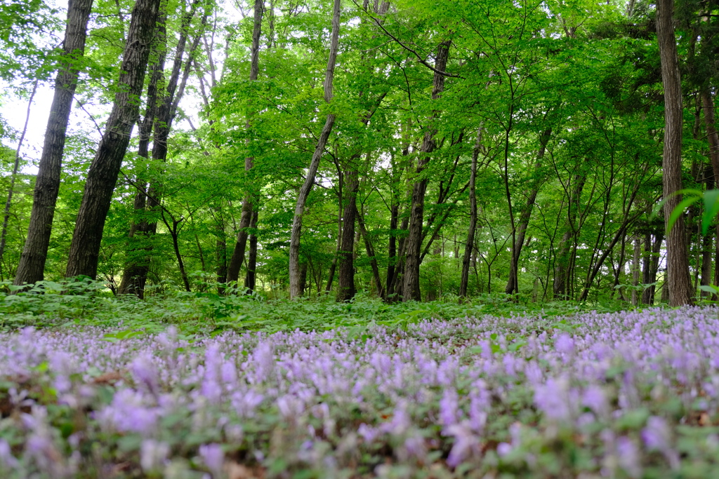 タツナミソウの森